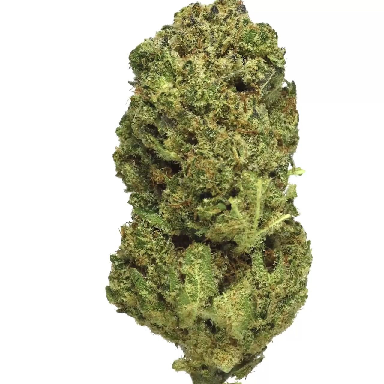 amnésia CBD tete CBD fleur CBD Indoor green house fournisseur vente en gros CBD qualité CBD quantité CBD grossiste CBD France B2B vente CBD culture suisse