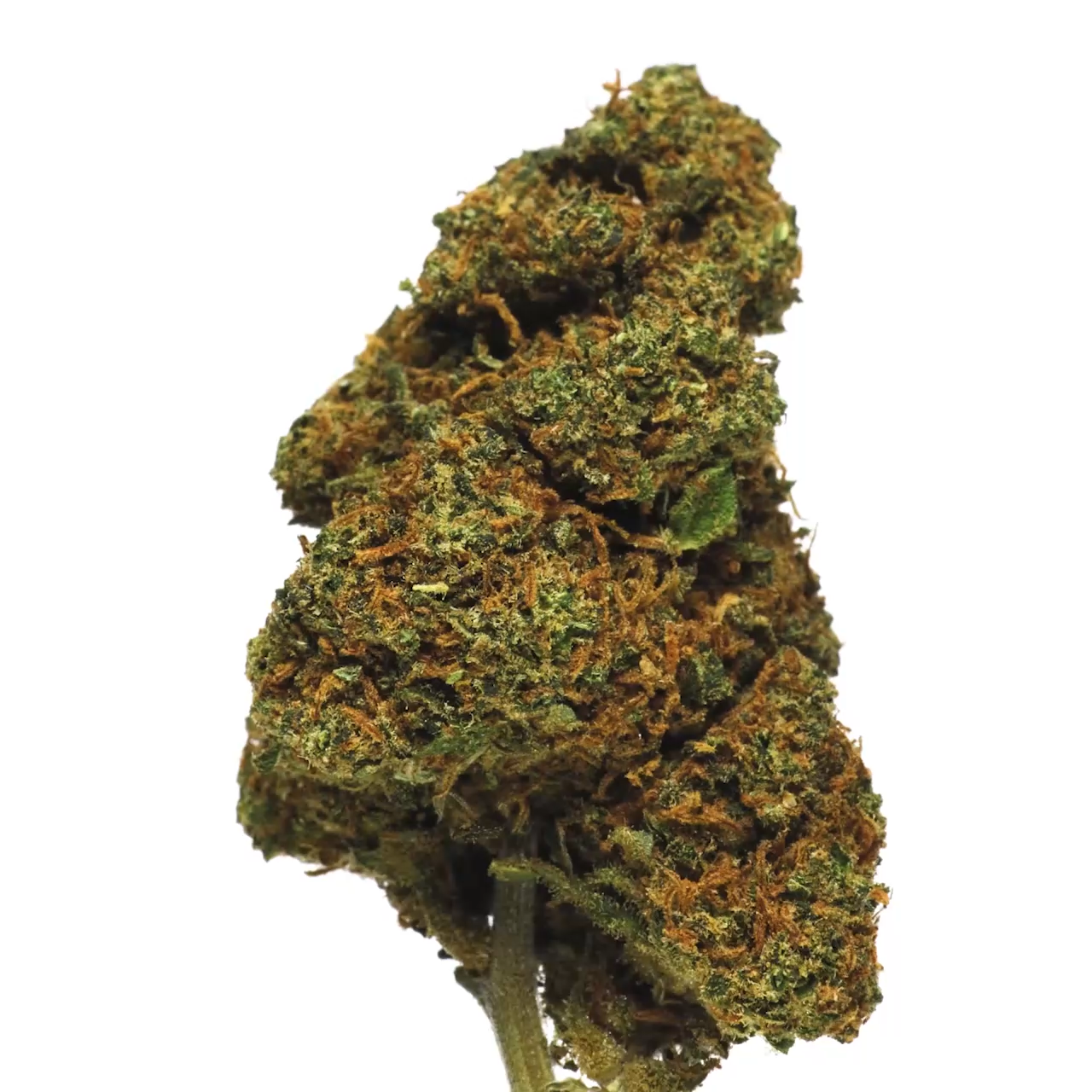 buddha cheese CBD tete CBD fleur CBD Indoor green house fournisseur vente en gros CBD qualité CBD quantité CBD grossiste CBD France B2B vente CBD culture suisse