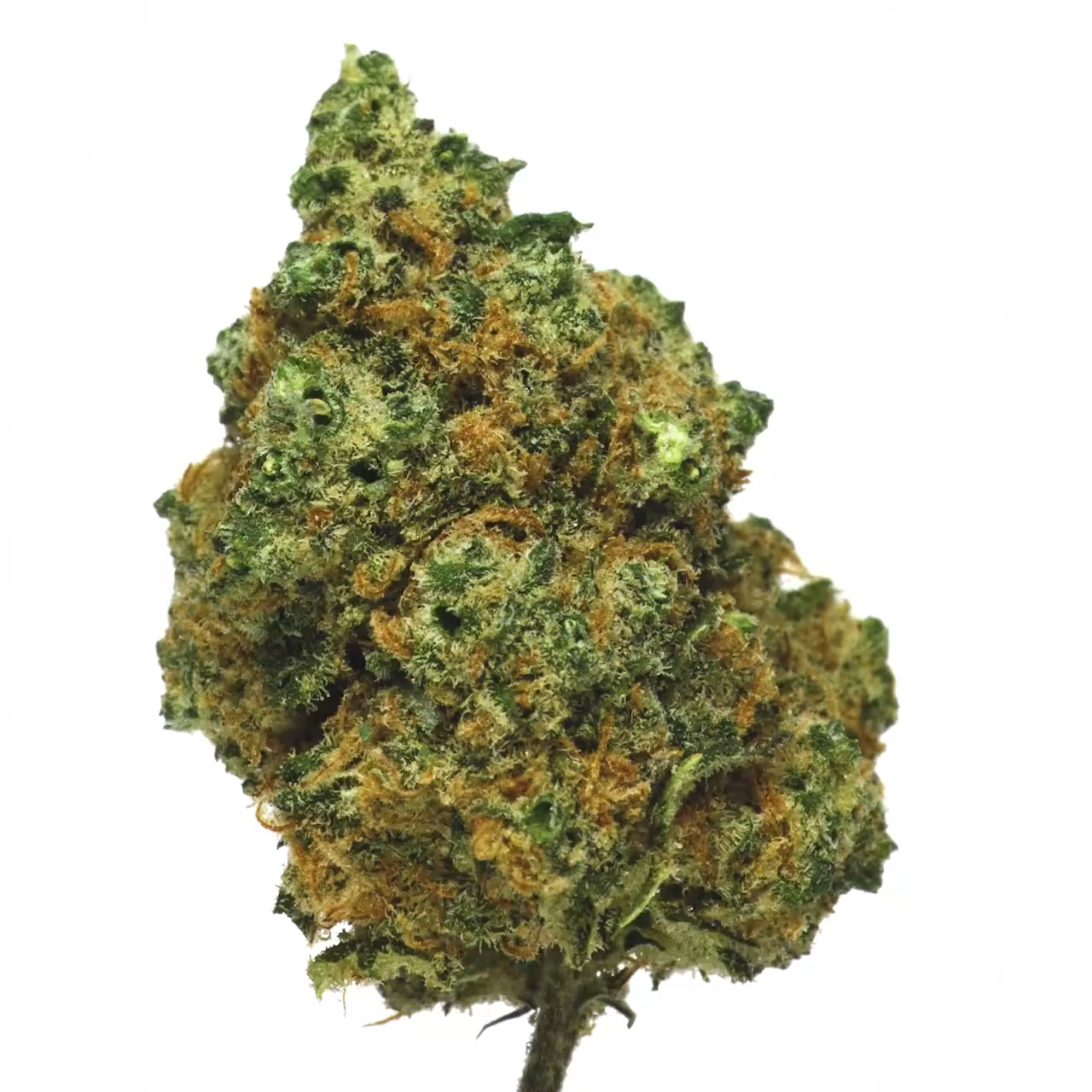 candy kush CBD tete CBD fleur CBD Indoor green house fournisseur vente en gros CBD qualité CBD quantité CBD grossiste CBD France B2B vente CBD culture suisse